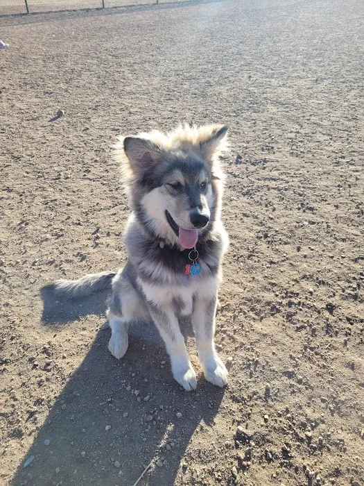 Eastridge Dog Park 1