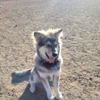 Eastridge Dog Park ico