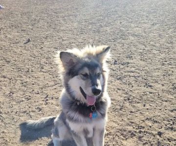 Eastridge Dog Park