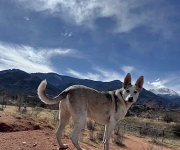 Red Rocks Dog Park