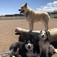 Cheyenne Meadows Dog Park ico