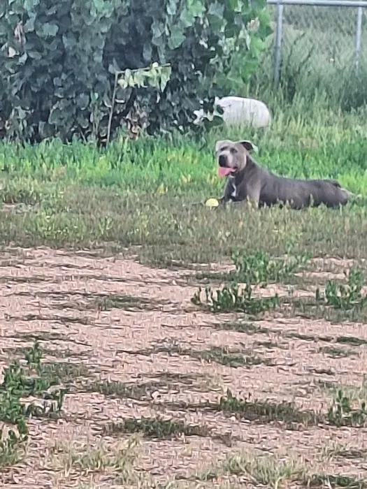 Cheyenne Meadows Dog Park 5