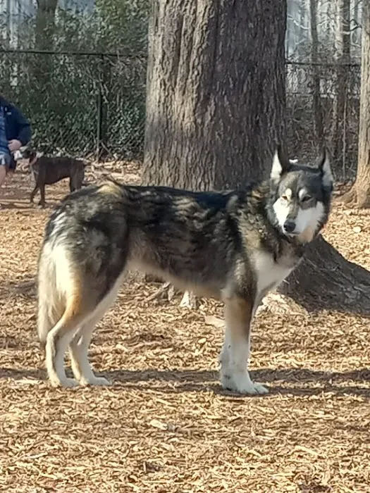 Metcalfe Hondo Memorial Doggie Park 2