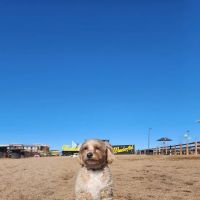 Belleview station dog park ico