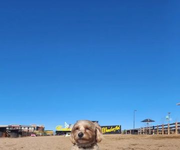 Belleview station dog park