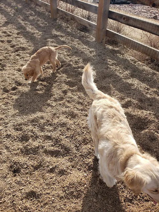 Belleview station dog park 7