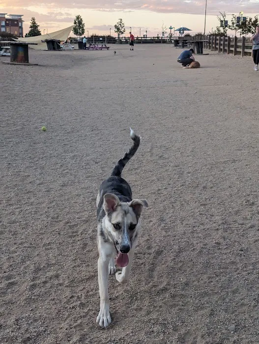 Belleview station dog park 4