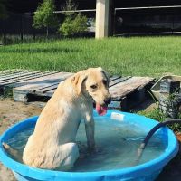 John Gorrie Dog Park of Riverside Park ico