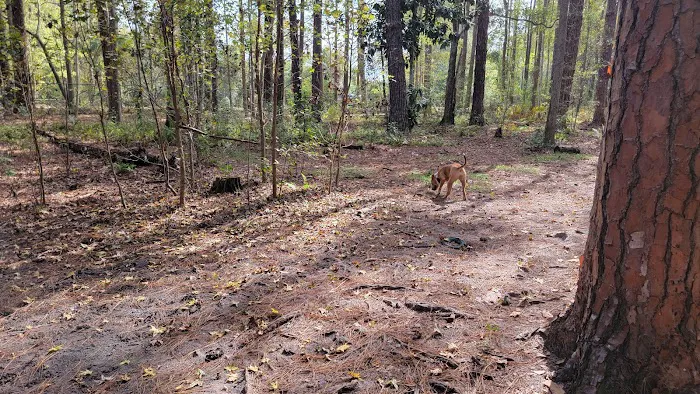 Dog Park 1