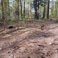 Dog Park ico
