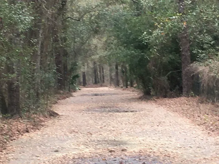 Dog Park 10