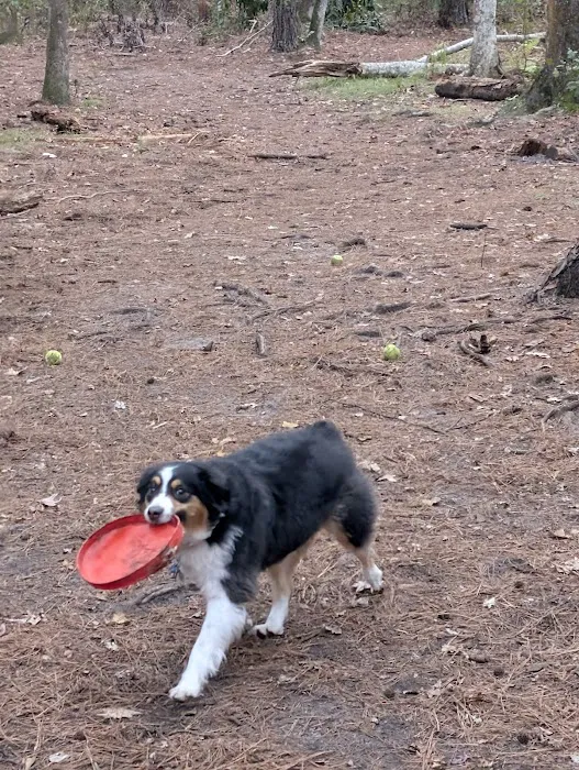Dog Park 7