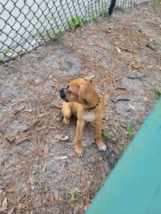 Good dog park 6