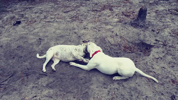 Good dog park 4