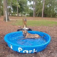 Ed Austin Regional Dog Park ico