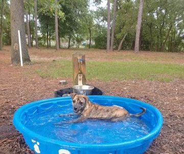 Ed Austin Regional Dog Park