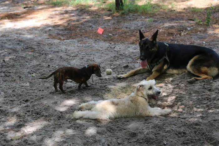 Ed Austin Regional Dog Park 5