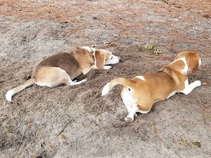 Ed Austin Regional Dog Park 4