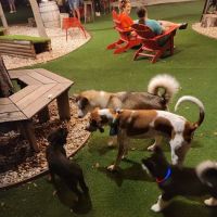 BrewHound Dog Park + Bar ico