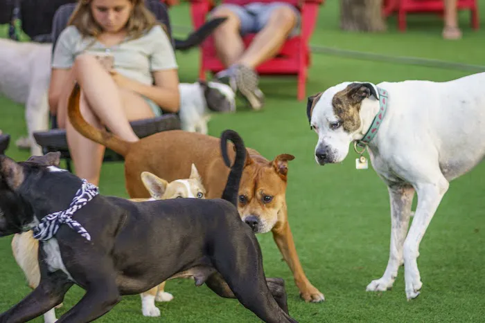 BrewHound Dog Park + Bar 6