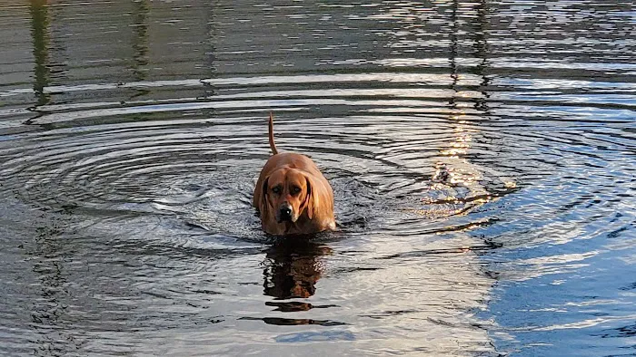 Atlantic Beach Dog Park (Members Only) 1