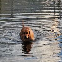 Atlantic Beach Dog Park (Members Only) ico