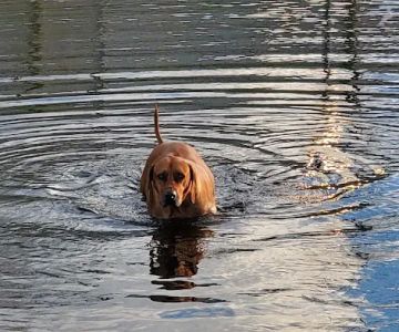 Atlantic Beach Dog Park (Members Only)