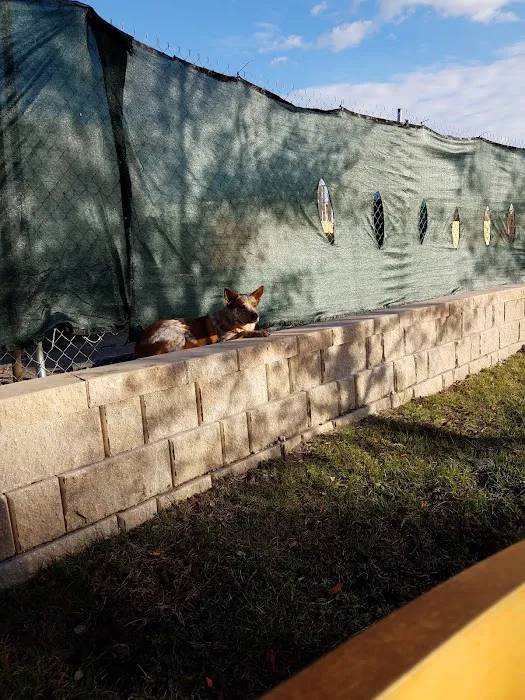 Atlantic Beach Dog Park (Members Only) 8
