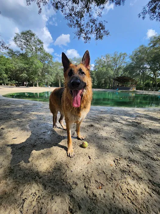 Poochie's Park 10