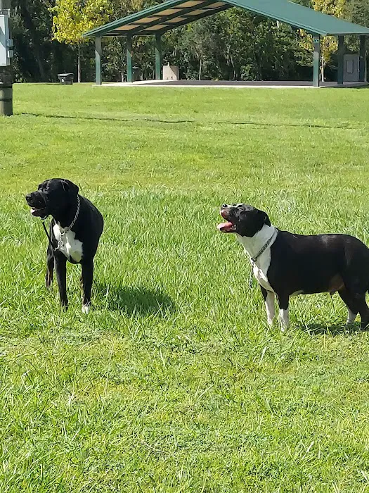 Veterans Park Dog Park 6