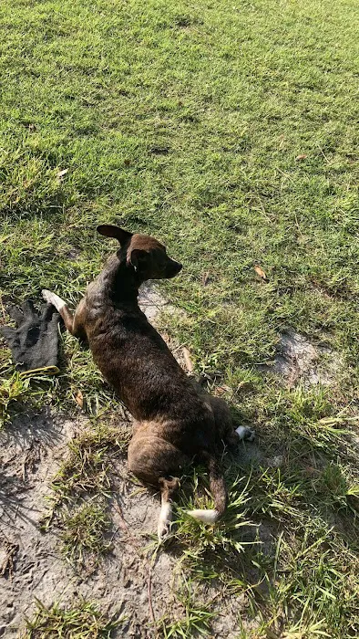 Tommy Casey Memorial Dog Park 9