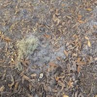 Trailmark Woof Pac Dog Park ico