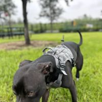 Dog Park at Love's Travel Stops ico