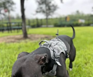 Dog Park at Love's Travel Stops