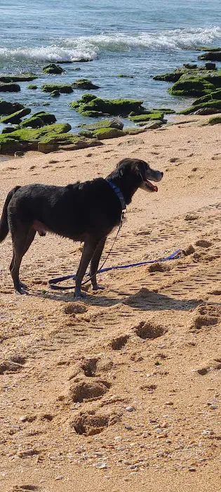 Old Salt Park Dog Friendly 1