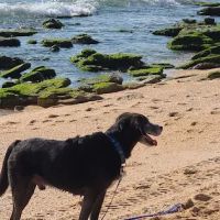 Old Salt Park Dog Friendly ico
