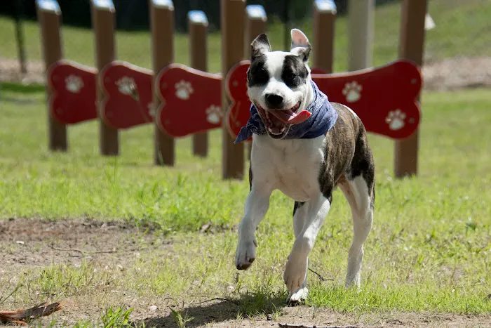 Community Public Dog Park at Halifax Humane Society, Inc. 2