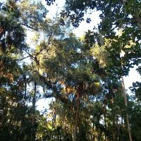 Seemor Memorial Park (Dog Park) ico