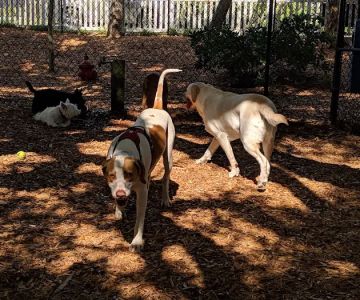 Happy Tails Dog Park - Ponce Inlet