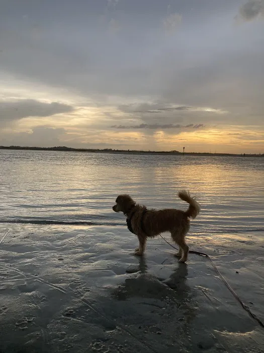 Ponce Inlet Dog Beach 7