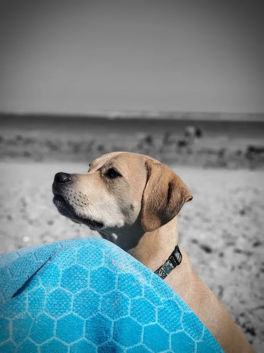 Ponce Inlet Dog Beach 8