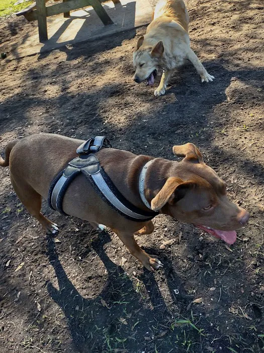 Dog Park 2