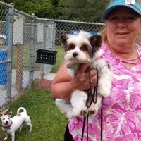 Dog Park ico