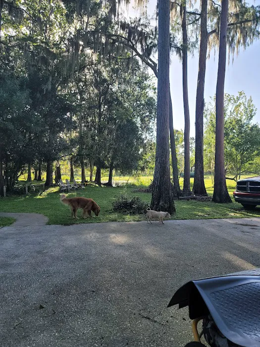 Dog Park 7