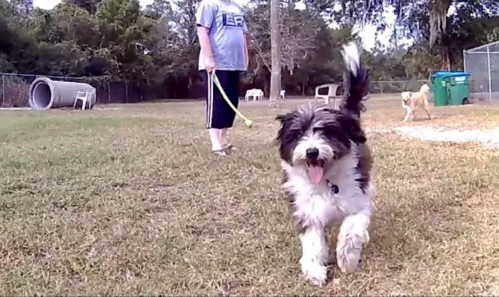 Dog Park 5
