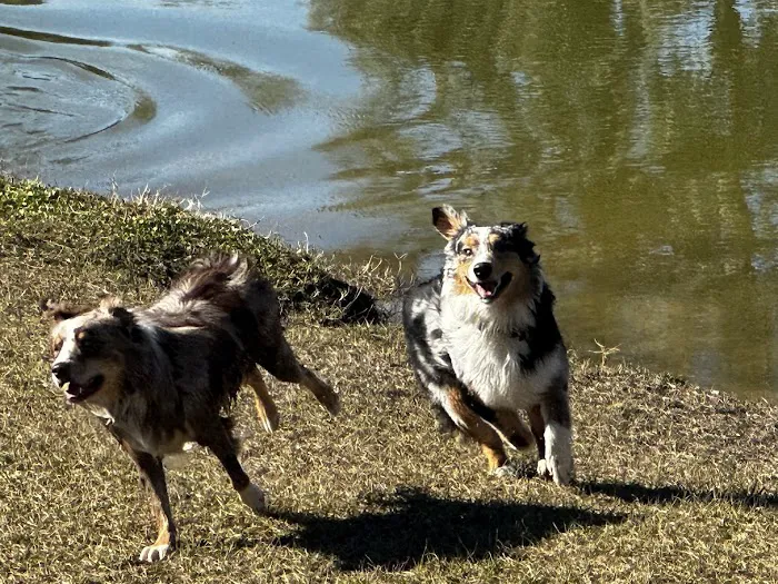 Barkley Square Dog Park 9