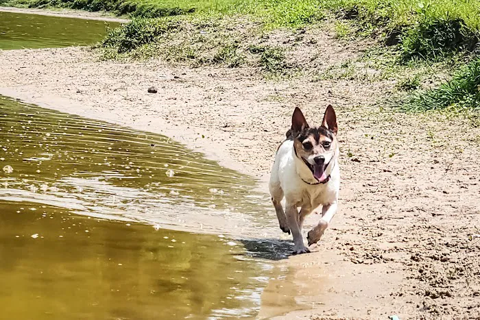 Barkley Square Dog Park 5