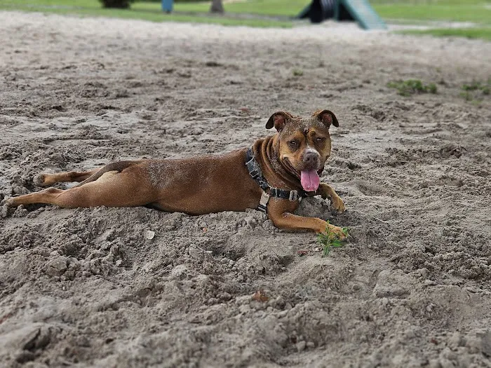Keysville Dog Park 6