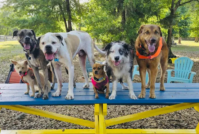 Drive In Dog Park 6