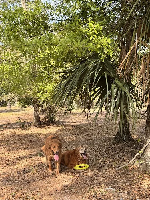 Drive In Dog Park 4